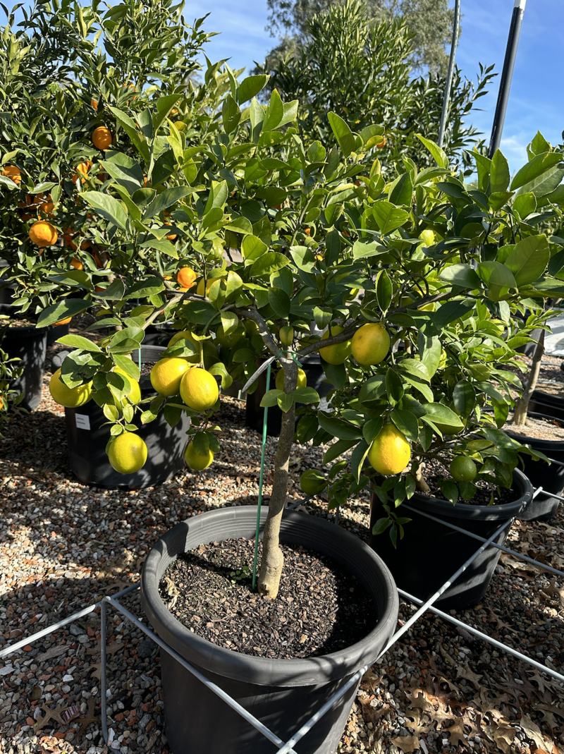 Citrus × Meyeri | Mature Meyer Lemon Tree