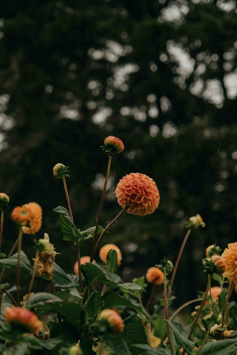 pexels-mathilde-14117832