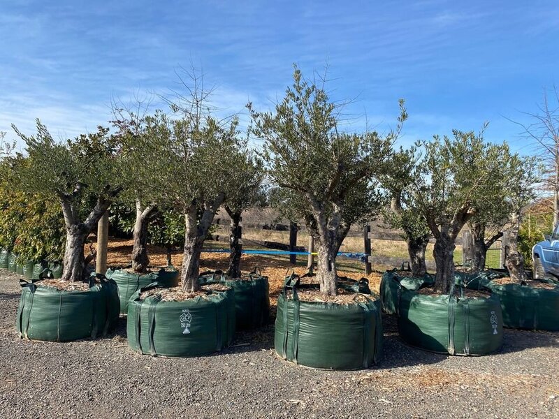 Olea europaea 'Queen of Spain Ex Ground Mature Tree - Go Green Nurseries