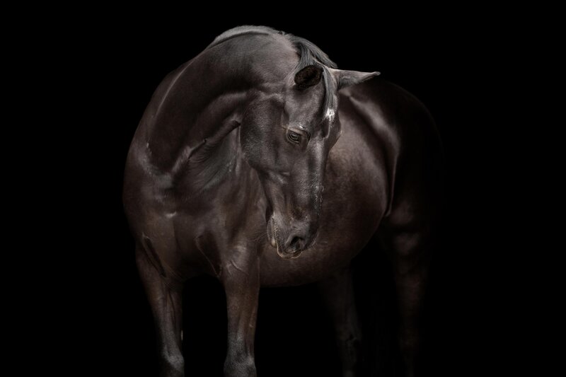 Een-blijvende-herinnering-aan-de-band-tussen-jou-en-je-paard---Homepage-banner