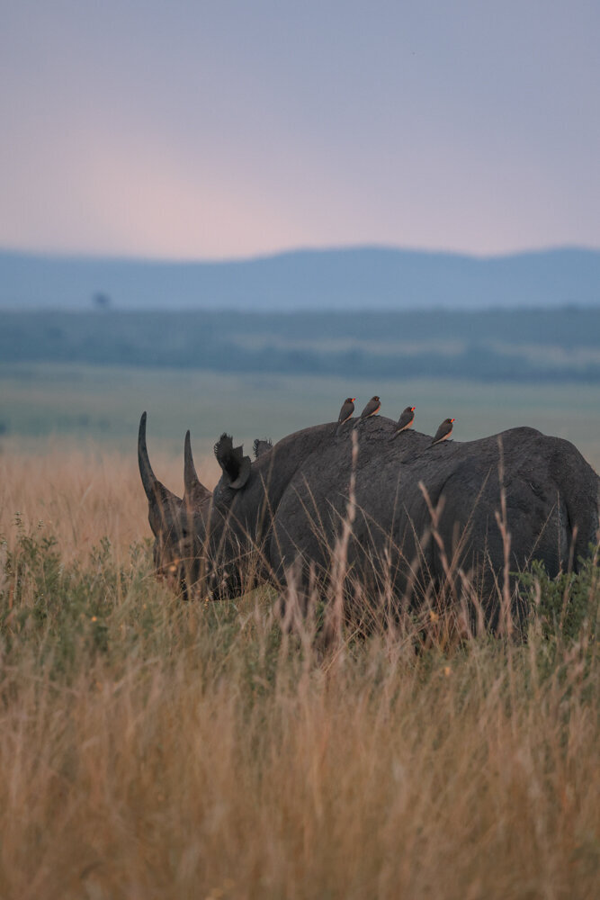 safariedited-009