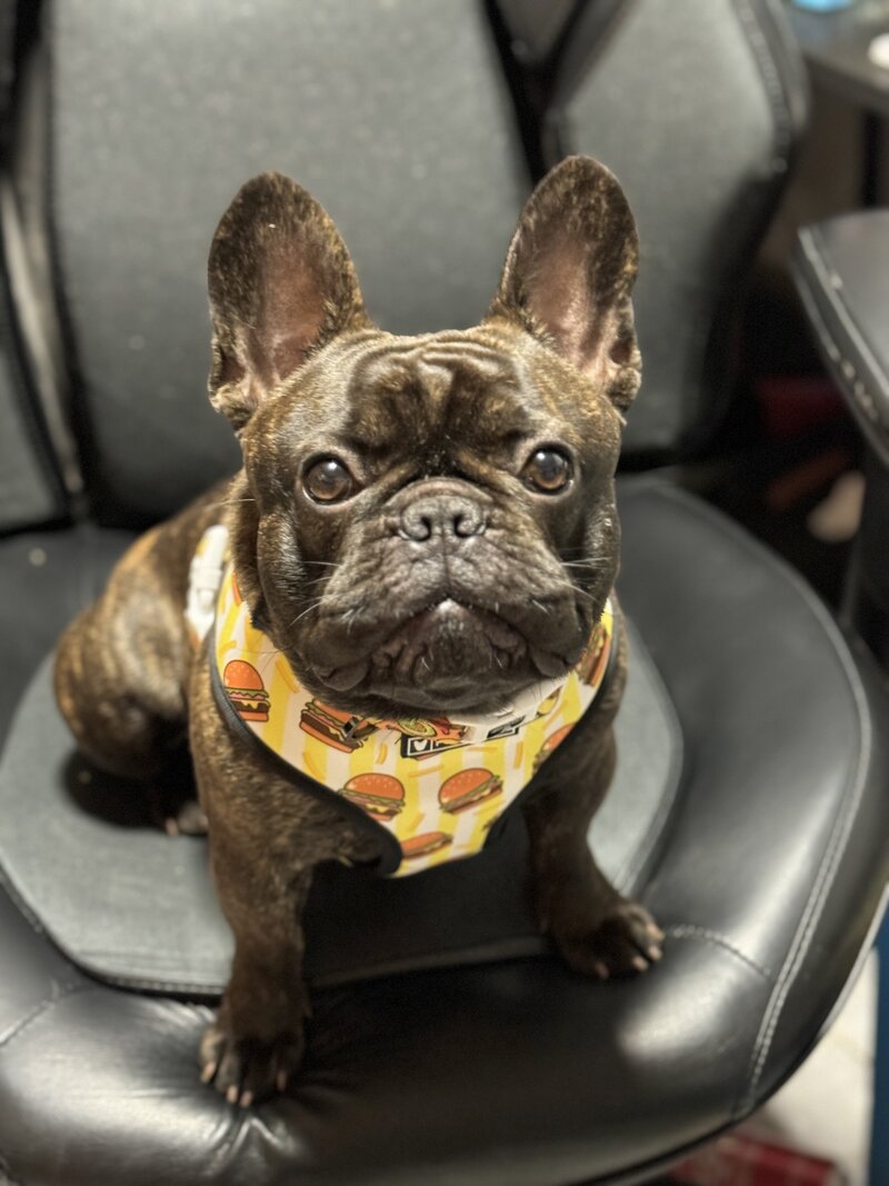 Handsome male French Bulldog in classic pose