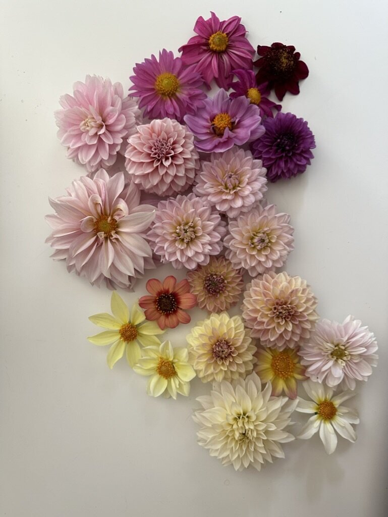 BB6D3973-A0BD-479C-B033-F9C7A9551043_1_105_c