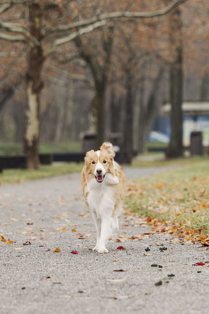 Beacon based Hudson Valley pet photos that feel authentic, candid, and natural