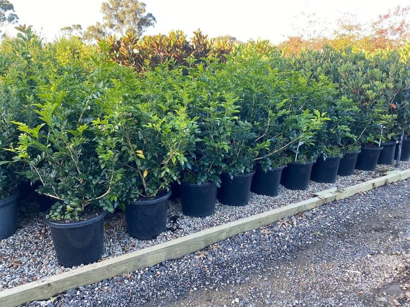 Orange Jasmine | Mock Orange | Murraya Paniculata | Sydney Hedging Plants