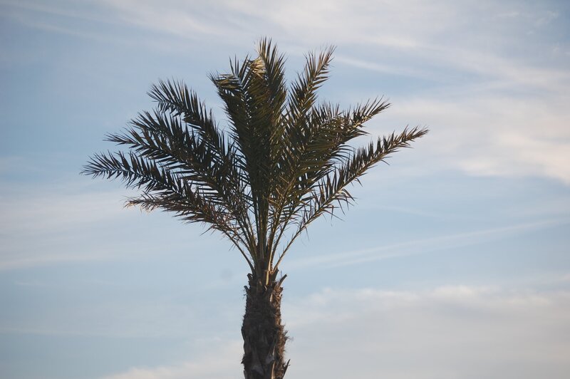landscape-palm-tree-during-day-with-clear-sky