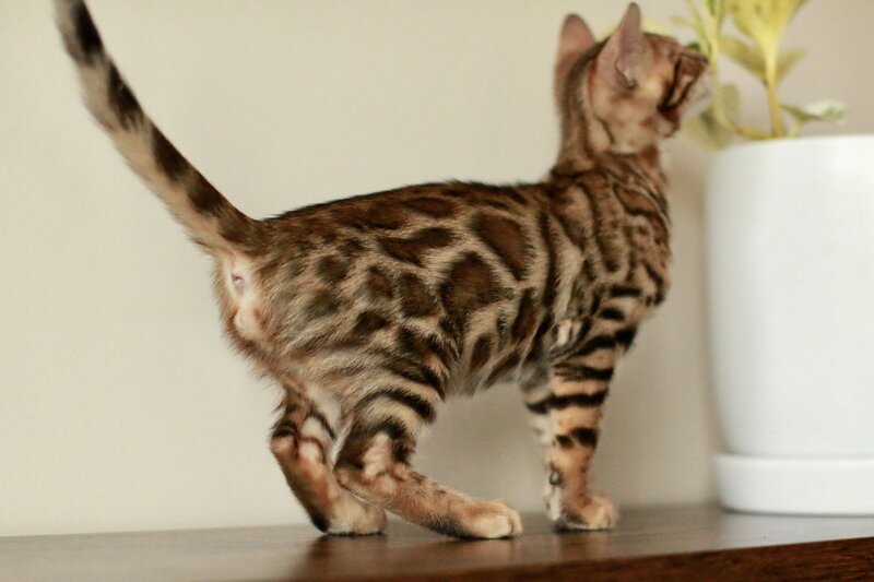 Autumn x Bronco Jun 2023_Male 1_2