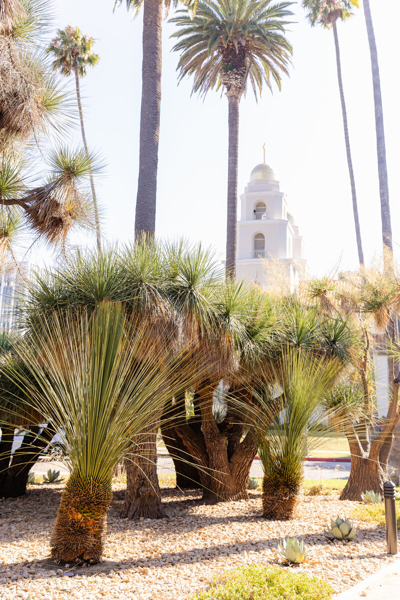 Beverly-Hills-Mini-Session-Cactus-Garden-2