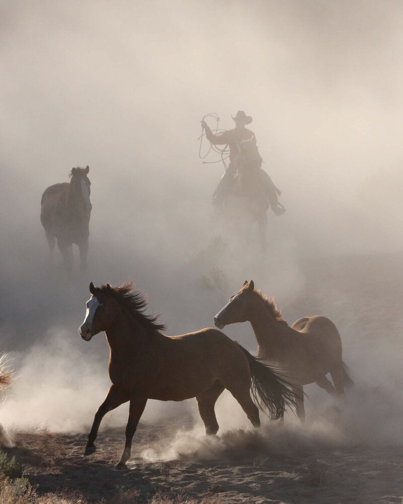 wenatchee-horse-photographer-yellowstone-horse-photos (24)