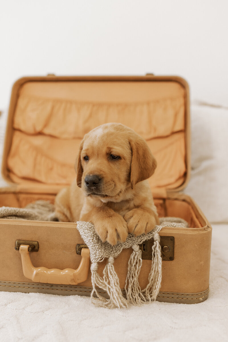 Picture of Labrador Puppies in Basket