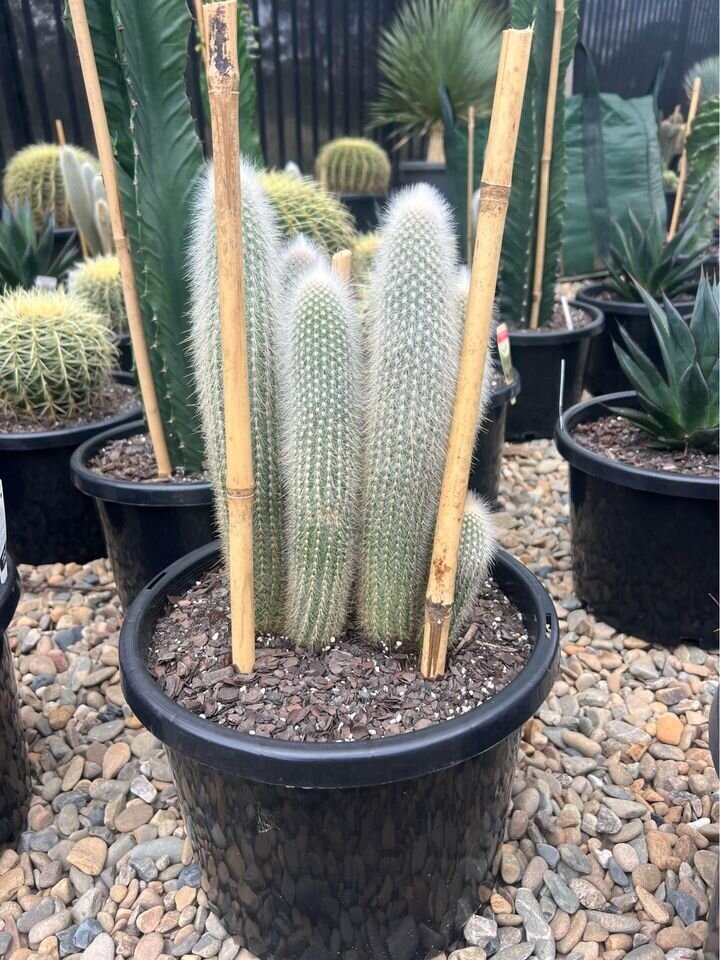 Cleistocactus Strausii | Silver toirch Multis