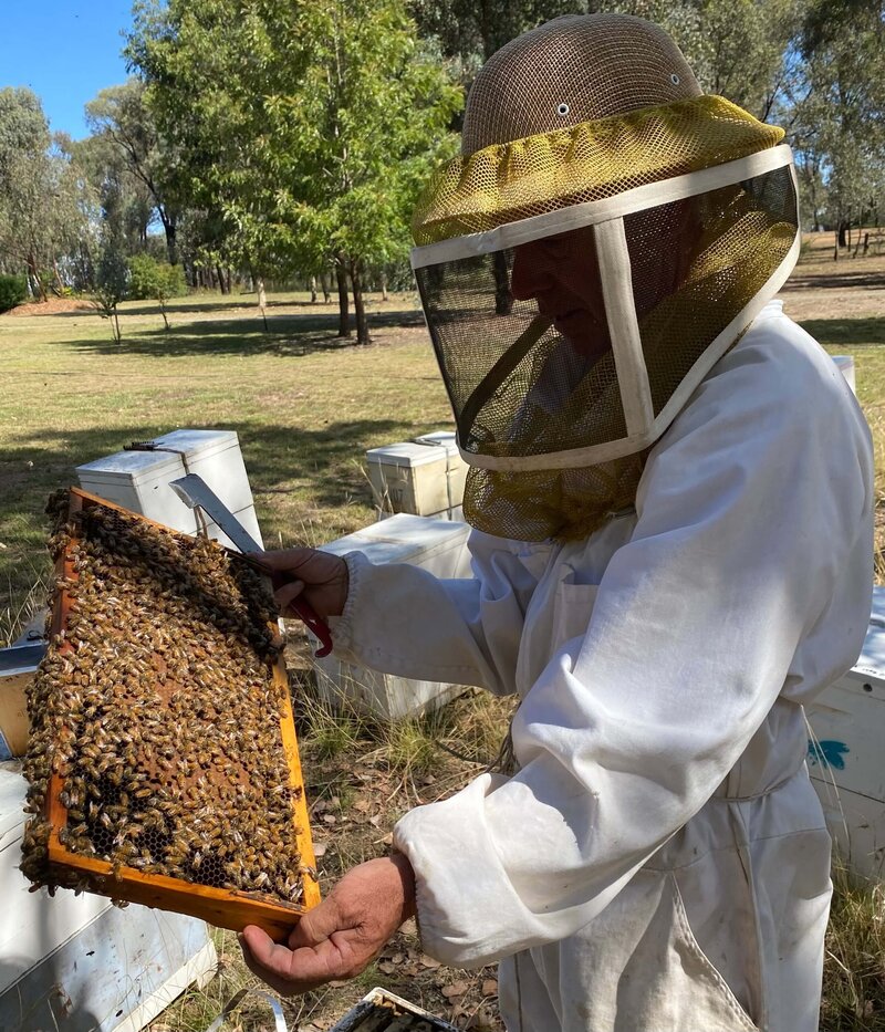 Joe Riordan of Bee Sure Assessing Honey Bees