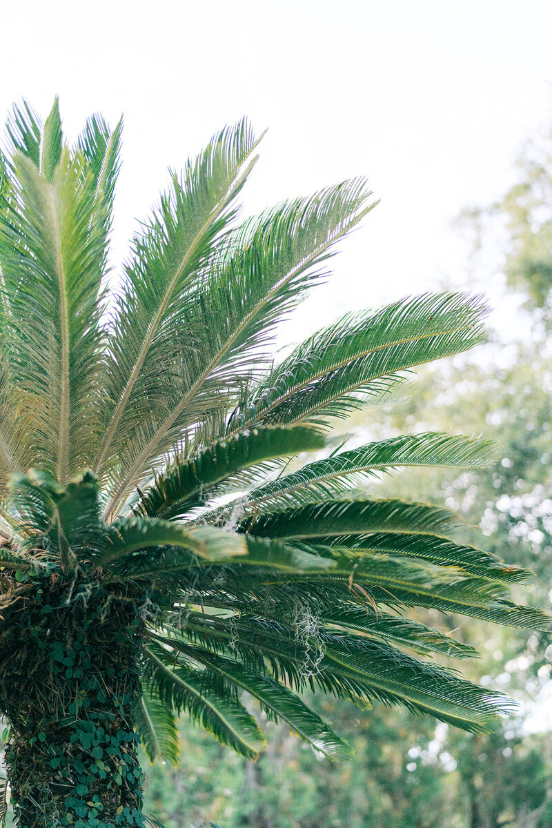 Rachel and Robbie_Jekyll Island Club Resort Wedding_Elizabeth Graycheck Photography_Venue-0011