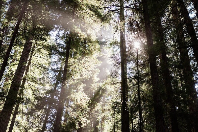 Sun rays coming through Avenue Of The Giants.