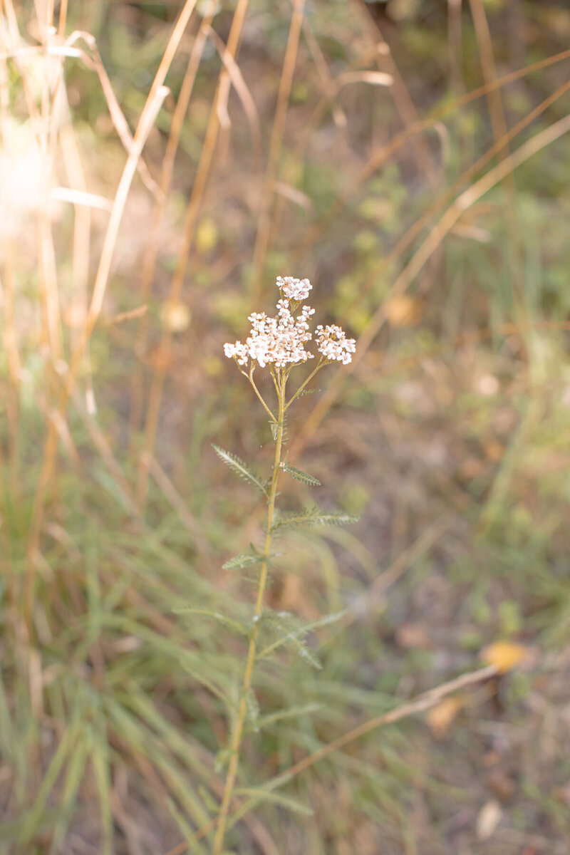 A yarrow flower in bloom, in a field bathed with golden evening light.