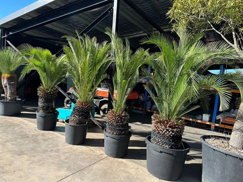 Macrozamia Communis Native Cycad - Exotic Trees Sydney - Go Green Nurseries