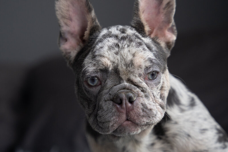 Shop blue merle french bulldog for sale near me on Sale