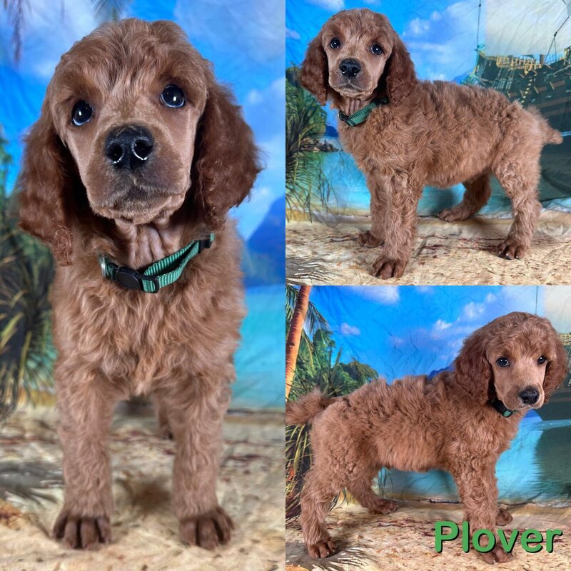 plover7weeks