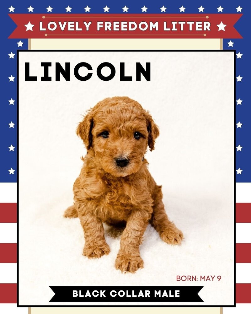Freedom - Black Lincoln Male