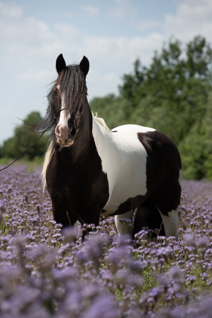 stilstaand paard in de bloesem zonder colorful horse preset