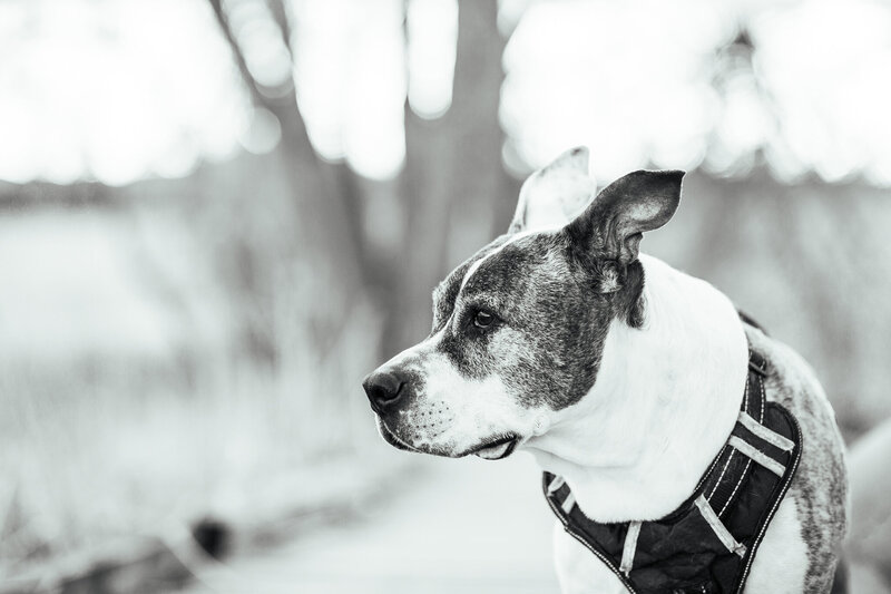 colorado-pet-photographer-42-2