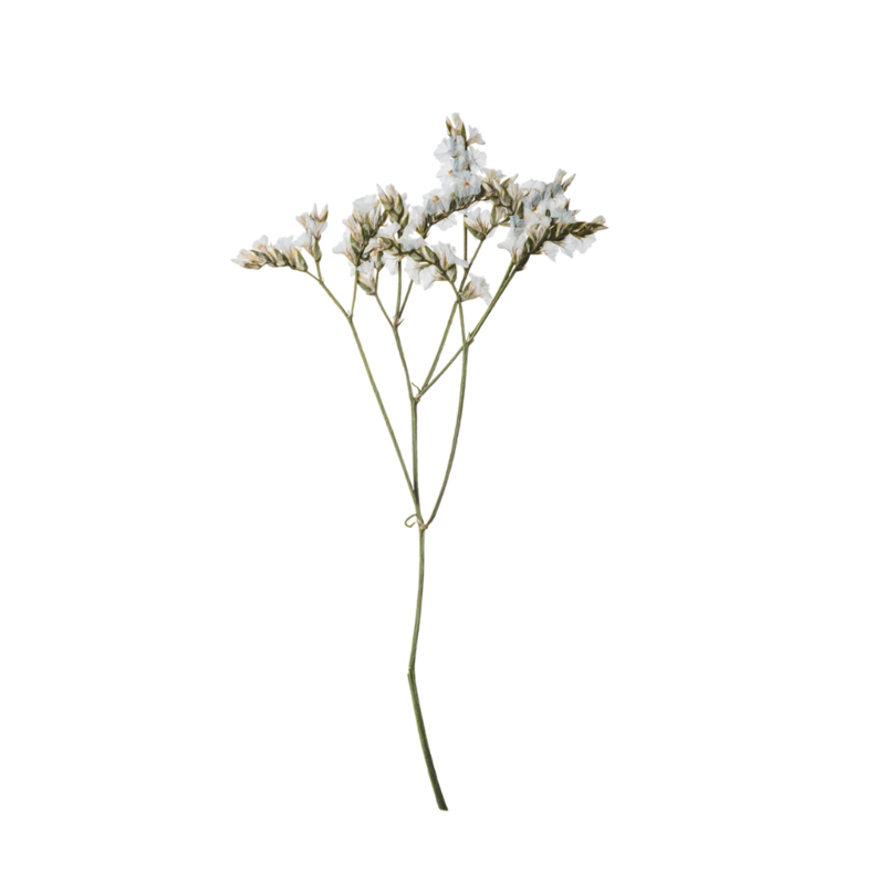 White flowers for Elyana Studio Showit Website branding