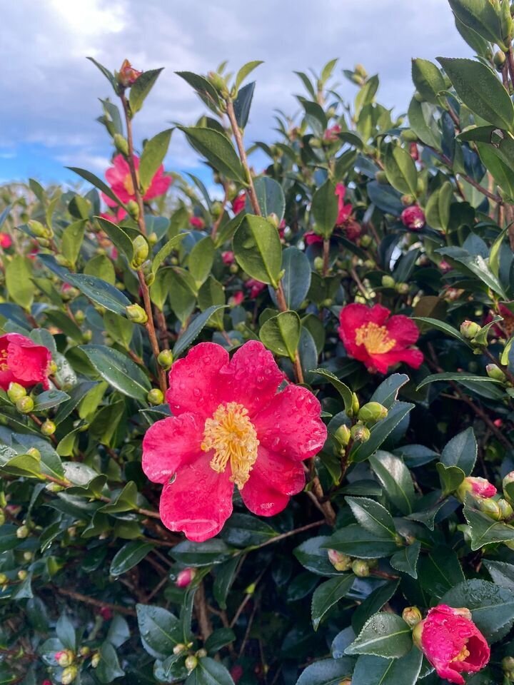 Camellia sasanqua Yuletide - Mature Hedges & Screens Sydney