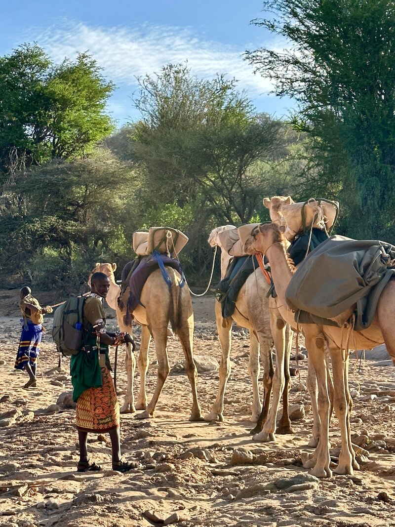 Man walking next to camels