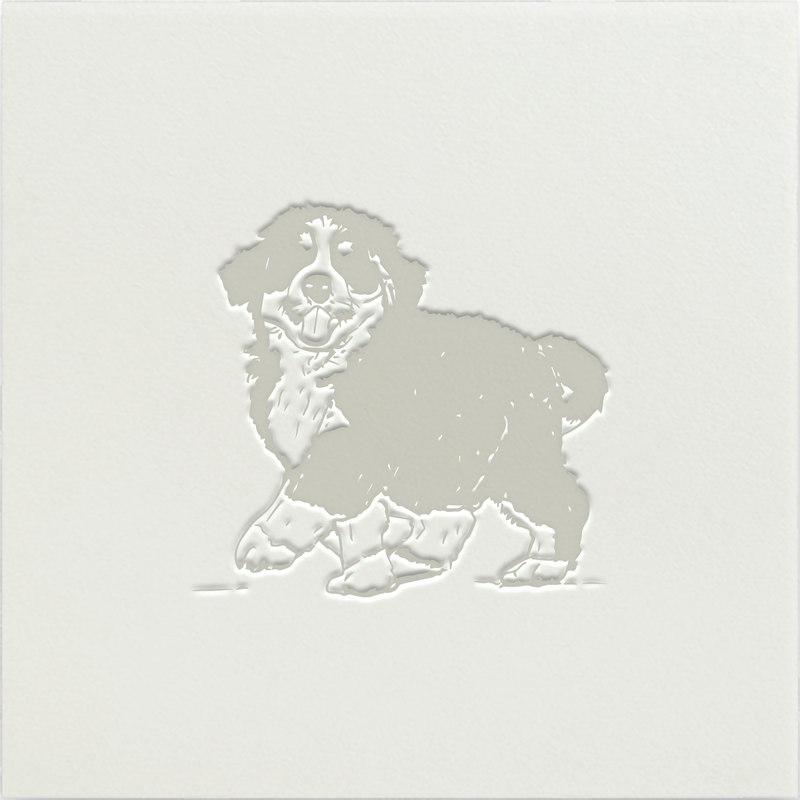 Pet - 3