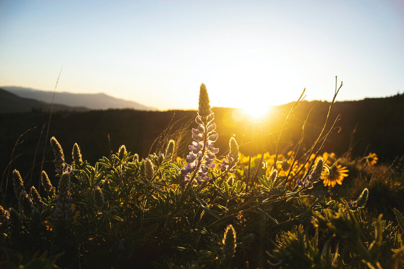 Sunshine and flowers