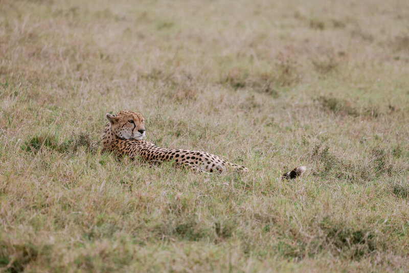 safariedited-551