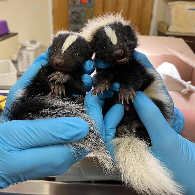 Skunk babies