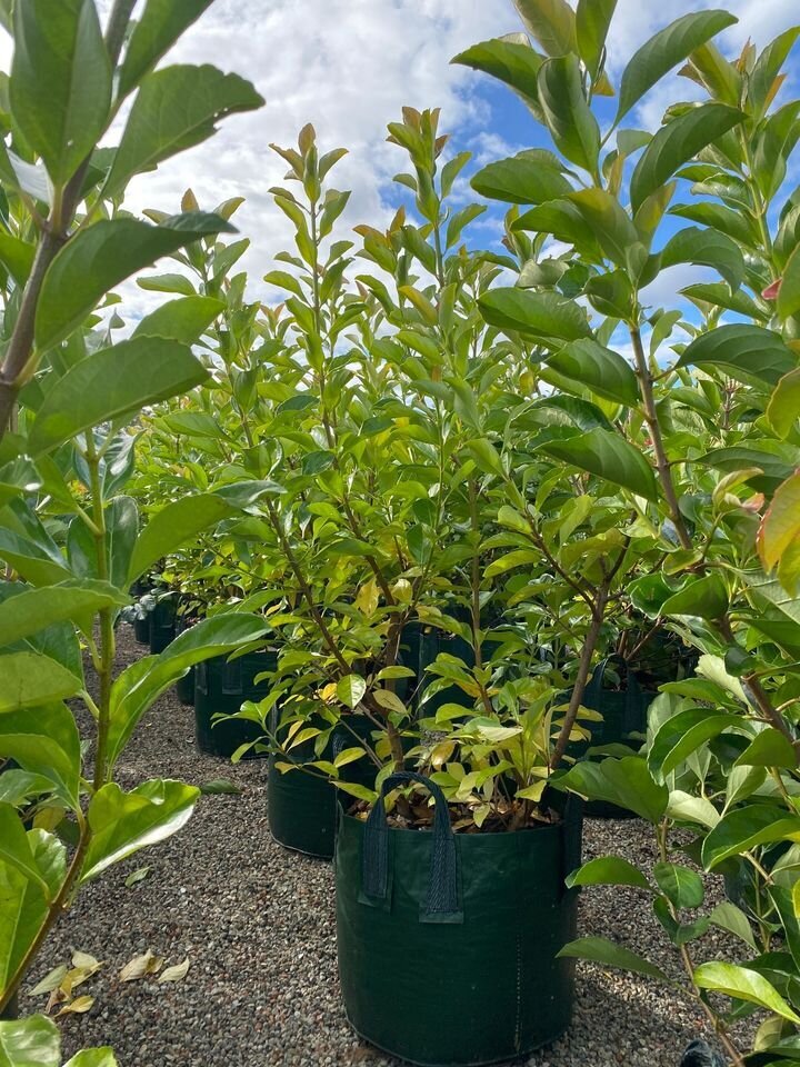 Viburnum Emerald Lustre | Viburnum Odoratissimum | Sydney Plants