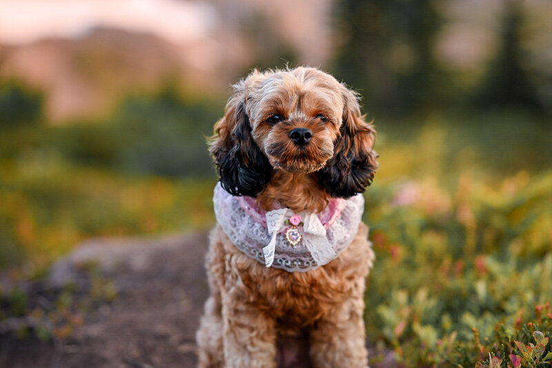 Heavenly Puppies to Love Cavapoo, Cockapoo, and Maltipoo Puppies Photo Sep 01 2025, 7 20 57 PM43