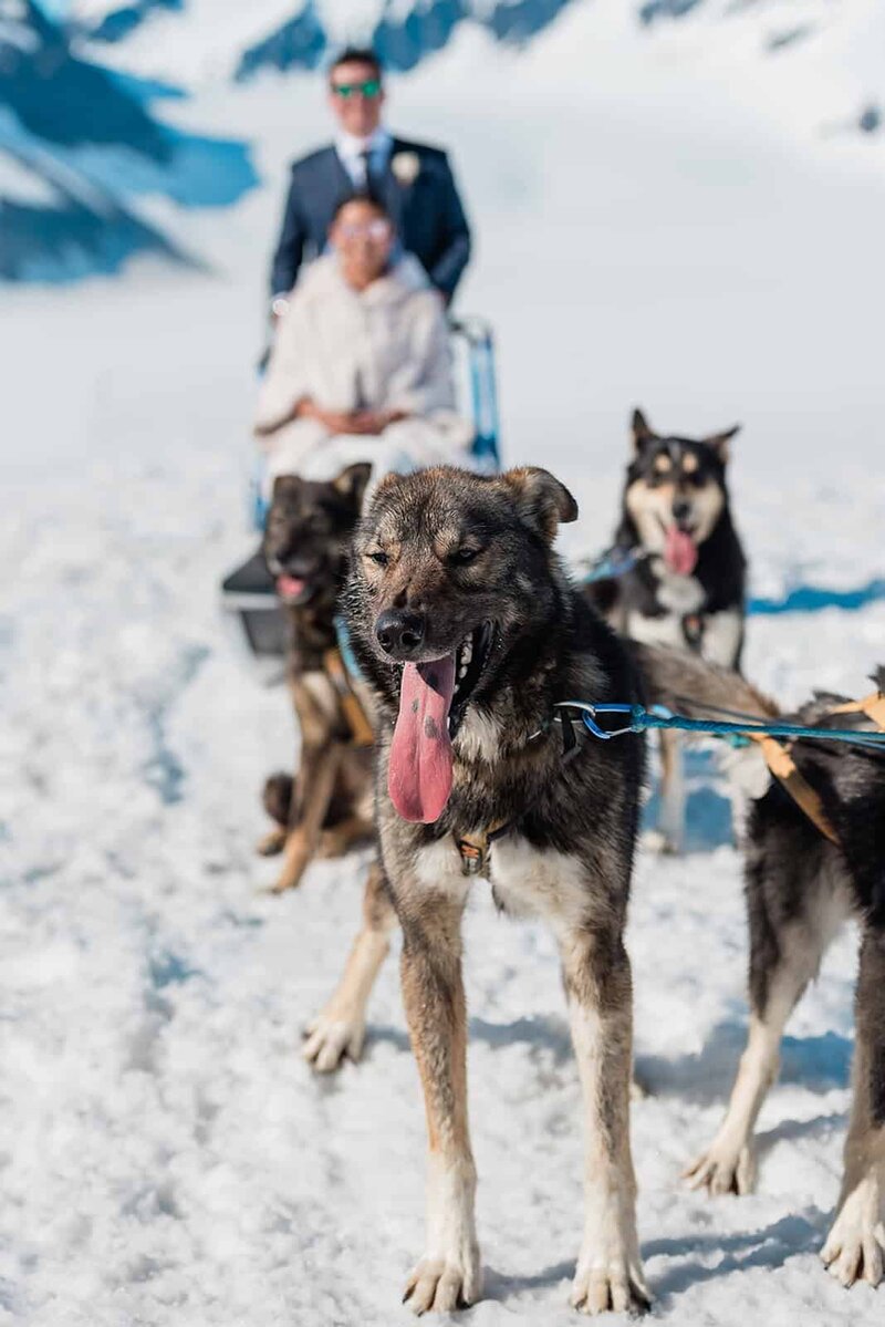 A groom is standing on the driver's platform and the bride in the seat immediately in front of him, both at the rear of the sled during a dogsledding ride across the glacier during their two day glamping adventure elopement package.  The line of husky sled dogs extends from the front of the sled, tongues out as they yip, ready to run.  The bride and groom are in their wedding finest. The snow gleams white against the dark mountains rising up from the glacier. 