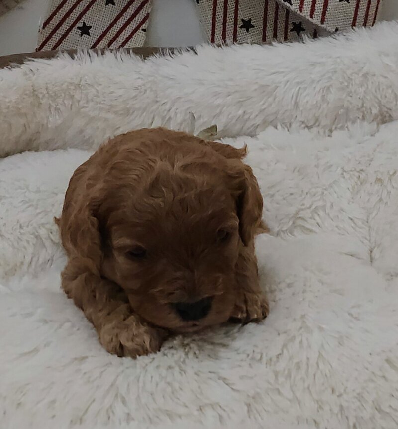 Nala F2