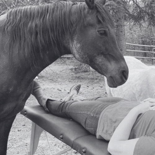 horse healing equi grounding 