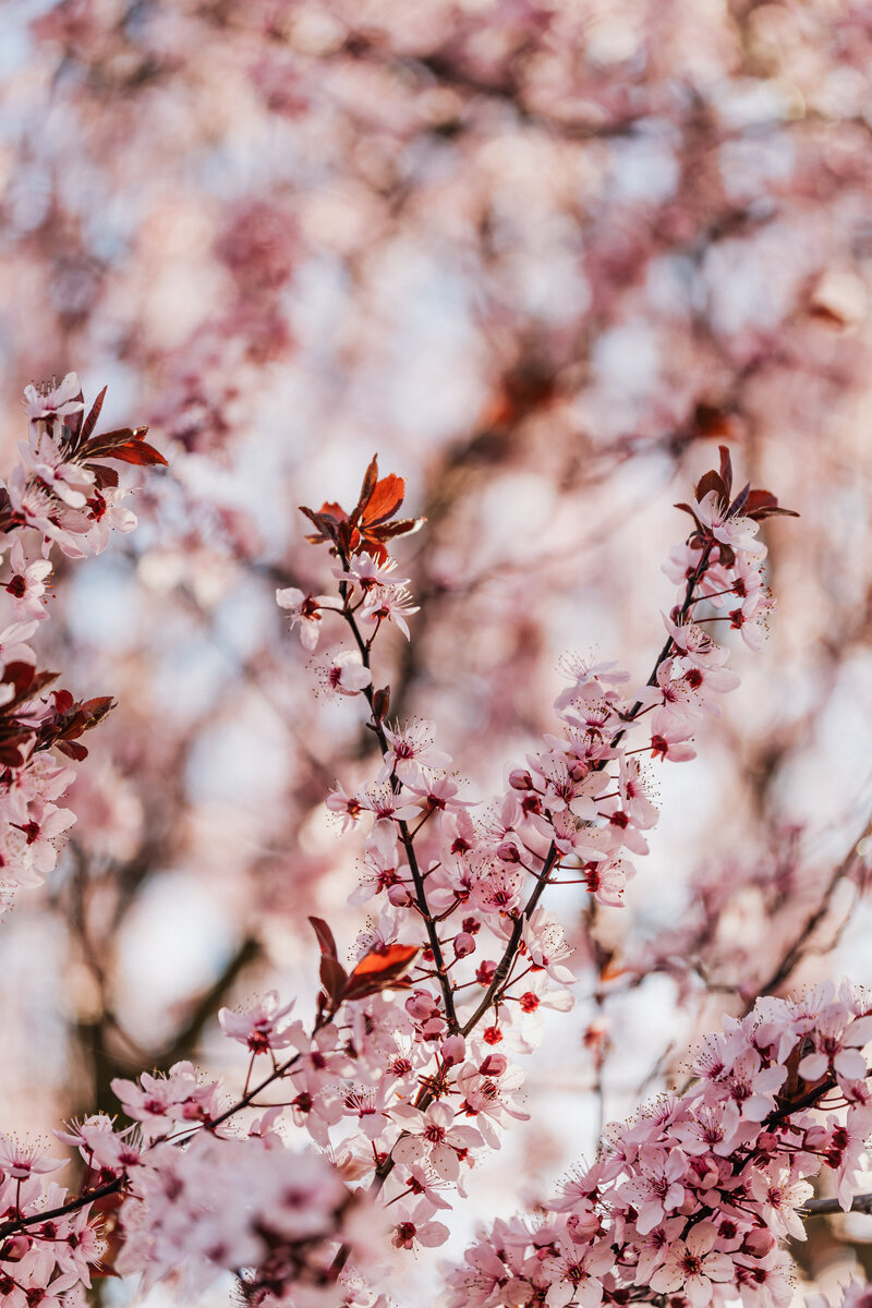 kaboompics_cherry-plum-prunus-cerasifera-17612