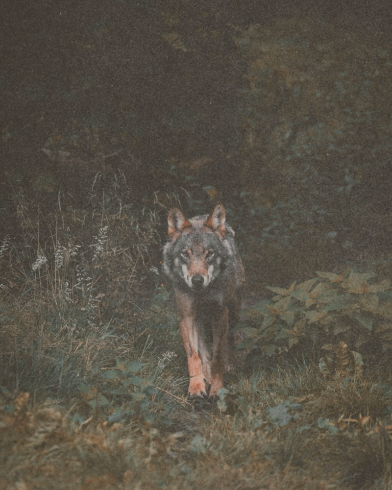 wolf walking in nature, woman and nature connected