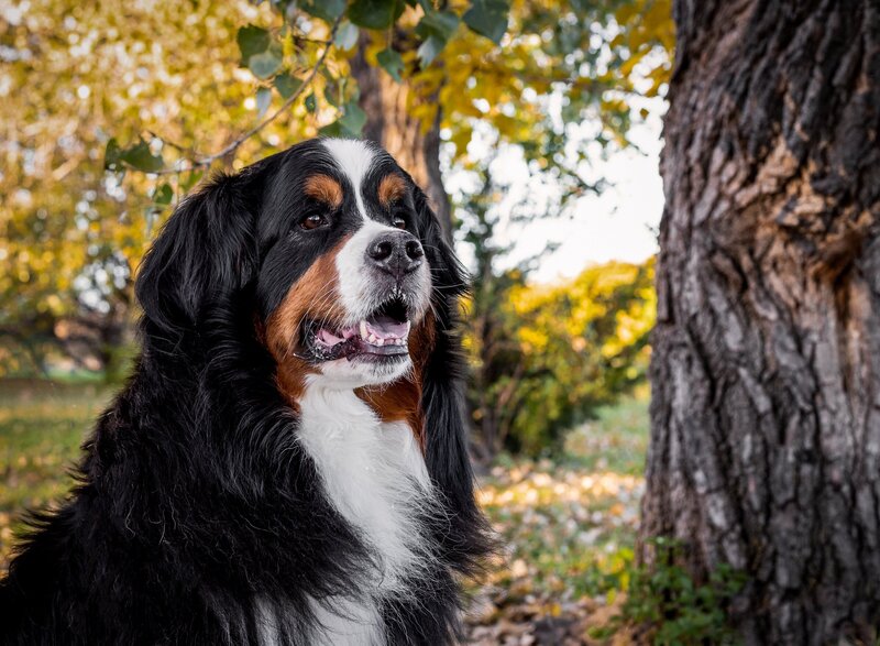 Karra Kostya Photo - Hounds Hashtag Headshots_0191