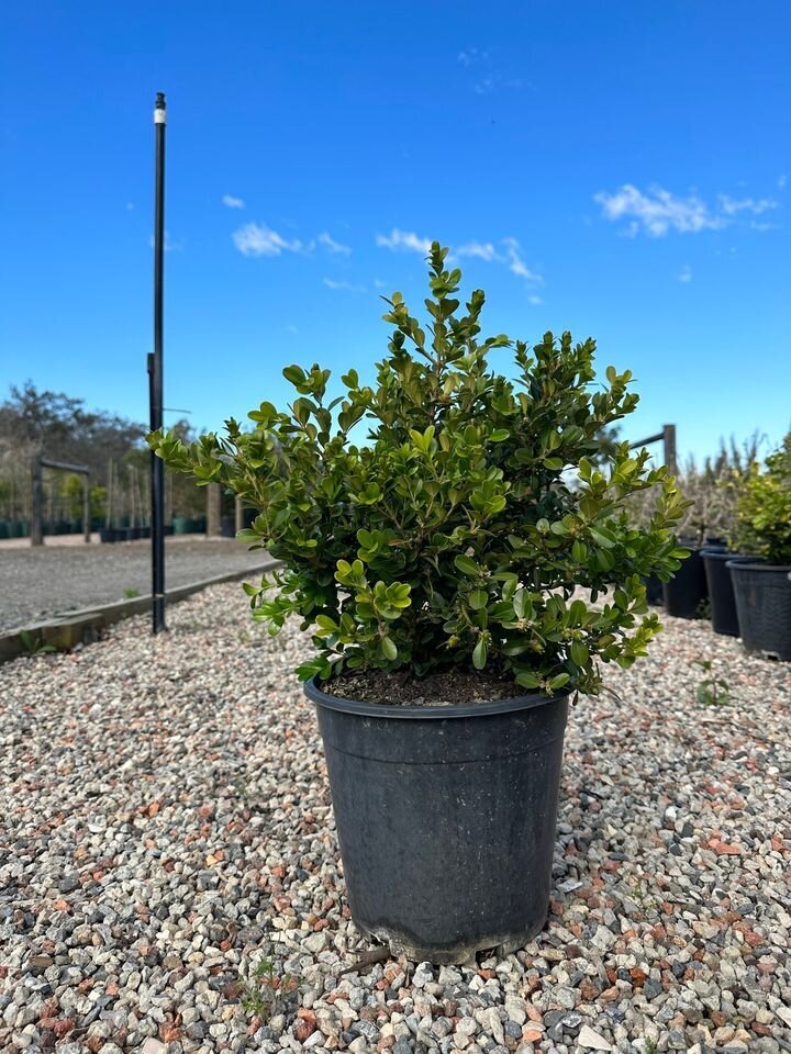 Japanese Buxus - Buxus Microphylla - Mature Hedging Plants & Screens Sydney