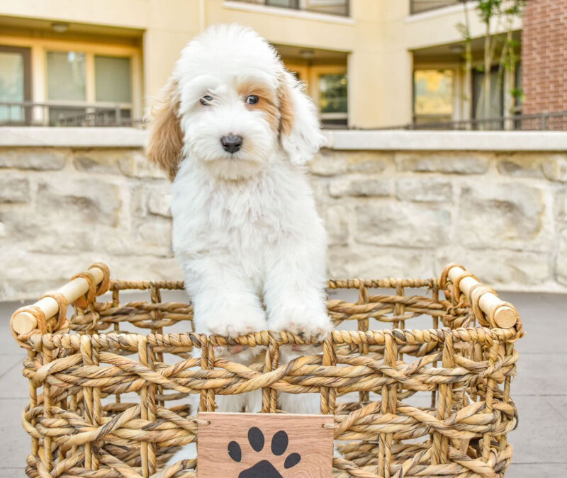 Red goldendoodle puppy Texas breeding.
