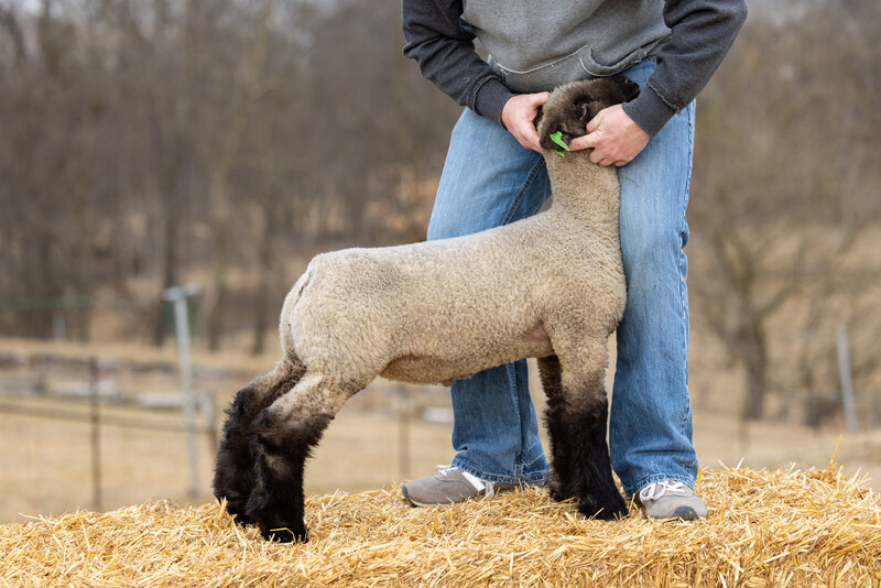 livestock photographers