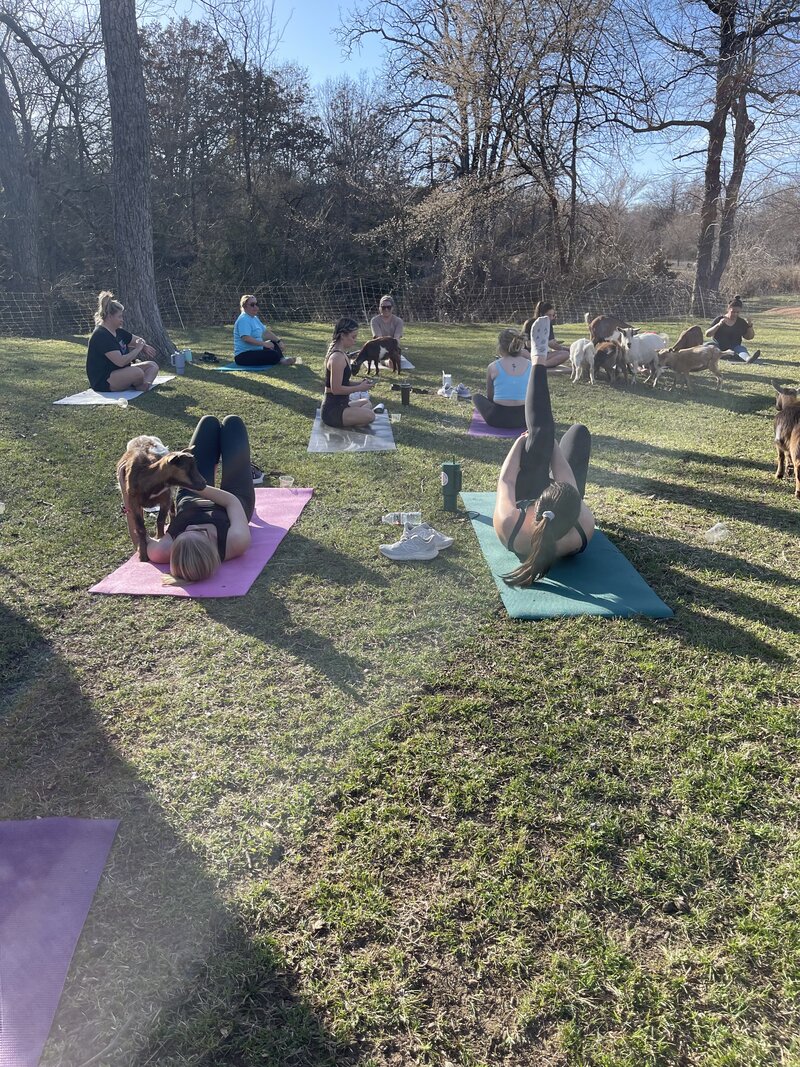 goat yoga kingston oklahoma | goat yoga lake texoma | goat yoga texoma | things to do on lake texoma | things to do in texoma | things to do in kingston oklahoma | goat yoga durant | yoga texoma