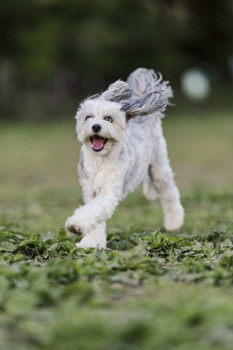 Beacon based Hudson Valley pet photography with fun prompts and relaxed direction