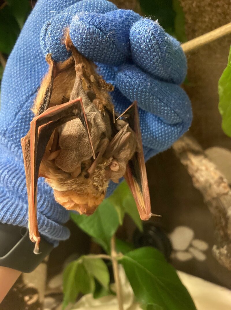 Bats