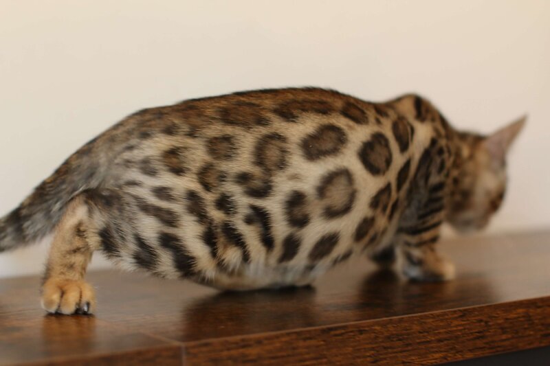 Diva x Bronco_Green_1