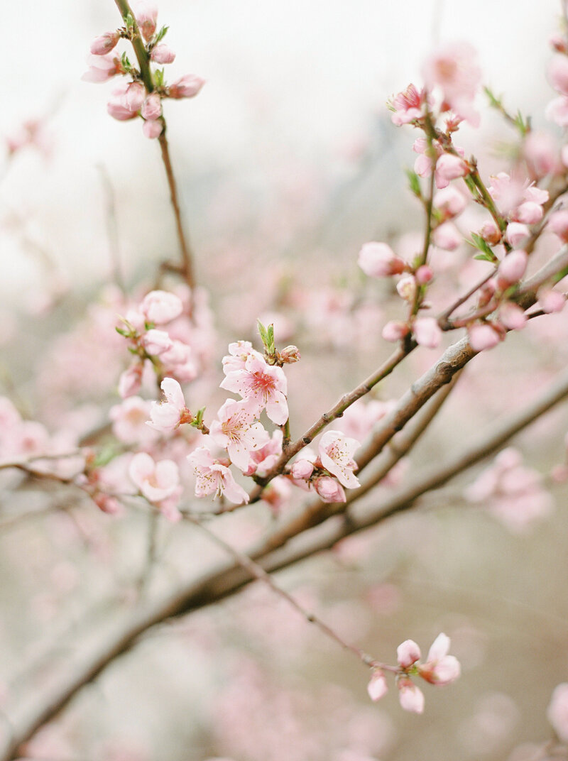 Delicate cherry blossoms in full bloom, symbolizing renewal, tranquility, and the beauty of nature.