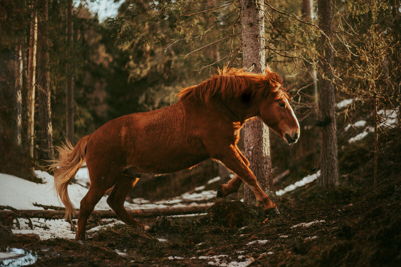 Black horse in a forest in Italy