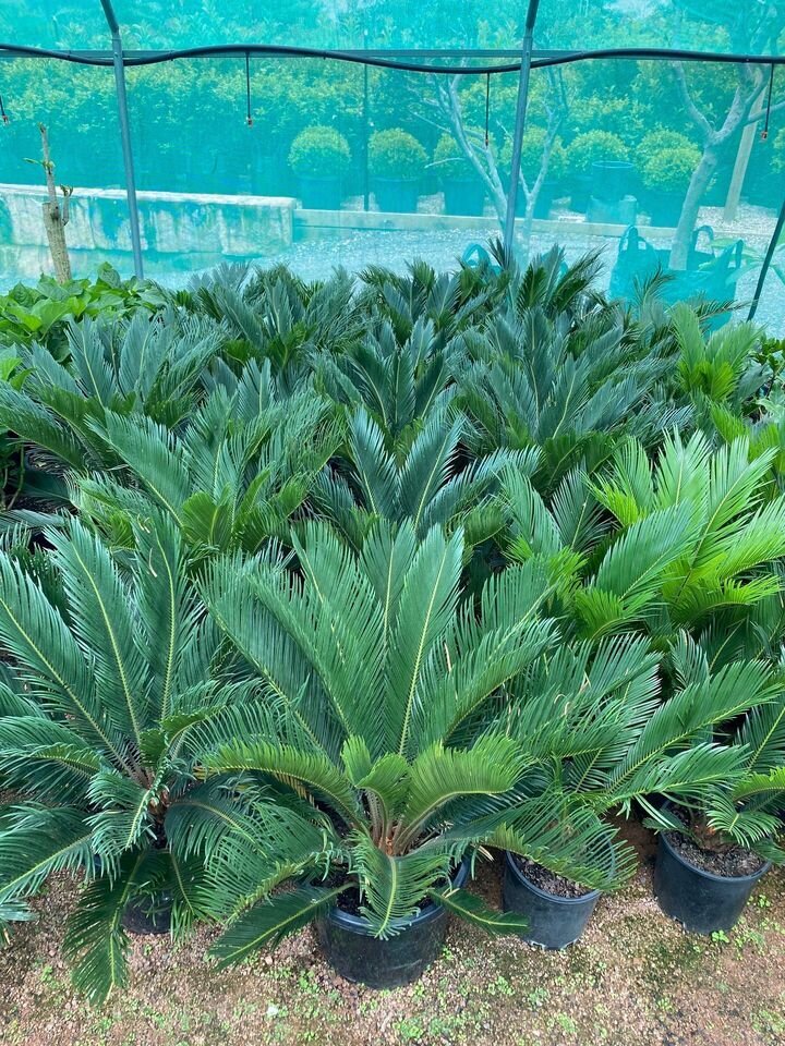 CYCAS REVOLUTA Mature sago cycad palm - exotic plants and trees sydney - go green nurseries